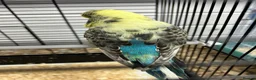 Budgerigars birds for sale: 2 female budgies  - Advert 7