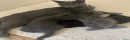Mixed Breed cats for sale: Gorgeous kittens - Advert 11