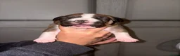 Mixed Breed dogs for sale: Standard bully x pocket bully in Dunfermline - Advert 9