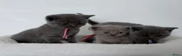 British Shorthair cats for sale: pure british shorthair kittens  - Advert 28