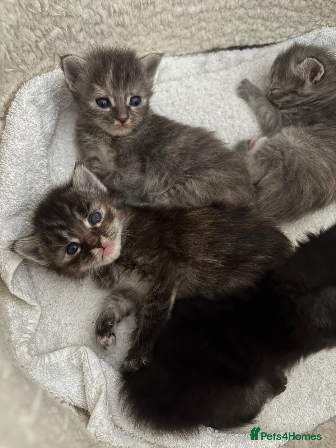 Ragcoon cats for sale: Ragcoons Kittens  - Advert 1