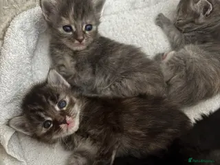 Ragcoon cats Ragcoons Kittens - Advert 1