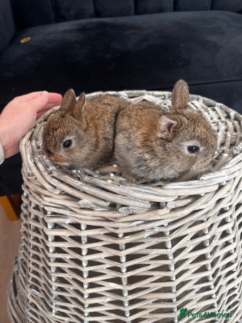 Mixed Breed rabbits - Advert 18