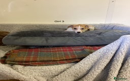 Whippet dogs for sale: Whippets  - Image 7