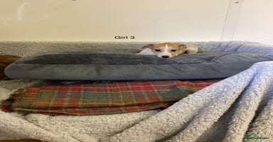 Whippet dogs - Advert 7