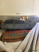 Whippet dogs - Advert 3