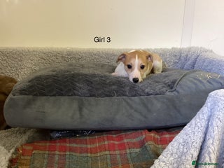 Whippet dogs - Advert 2