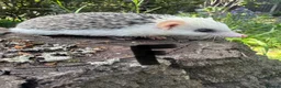 Pygmy Hedgehog rodents for sale: 9 week hoglets/ full masked/ reverse pinto READY   - Advert 16