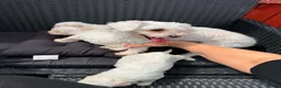 Mixed Breed dogs for sale: Bichon Maltese puppies - Advert 8