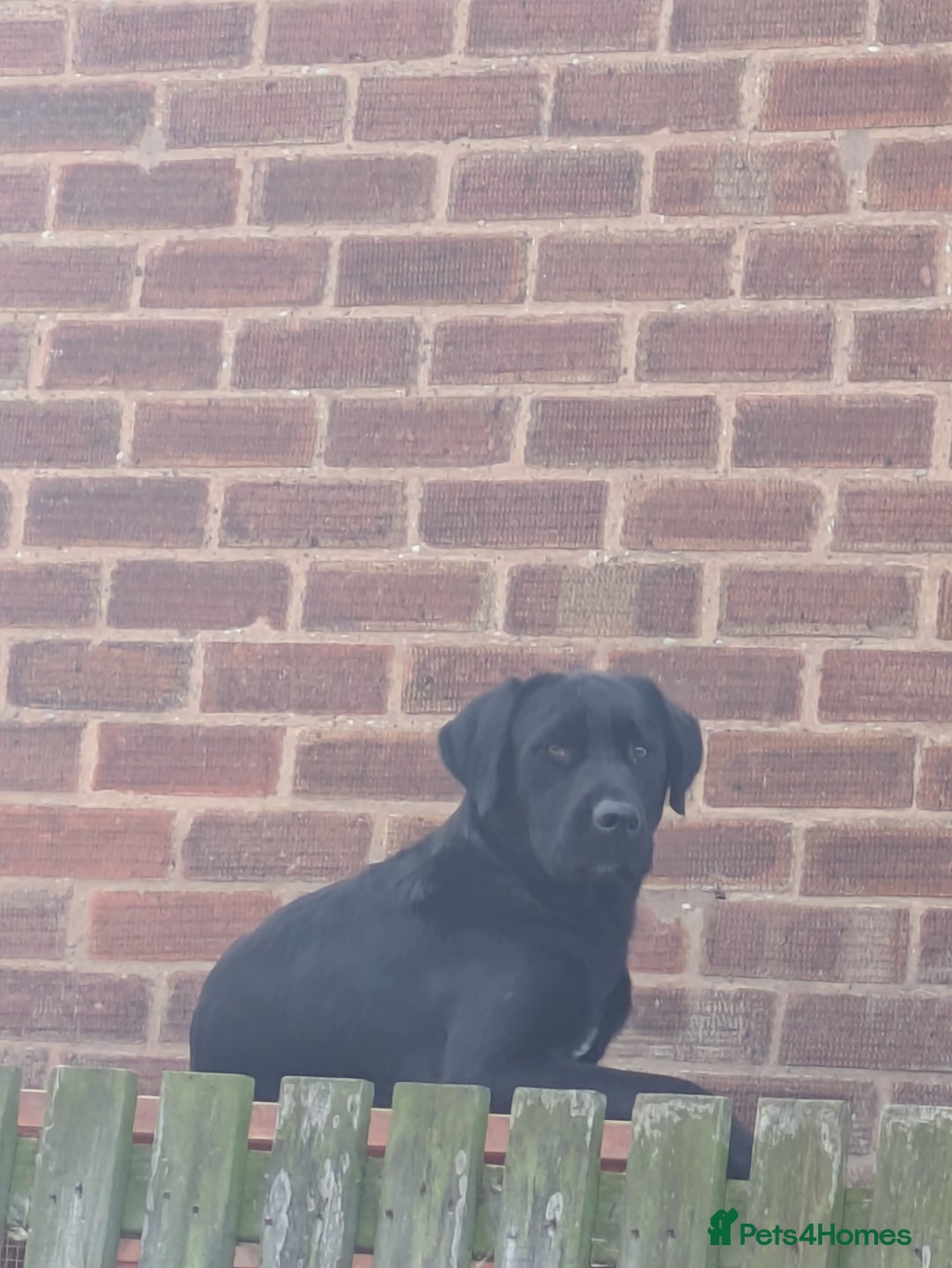 Mixed Breed dogs for sale: Male Labrador cross - Advert 2