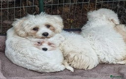 Mixed Breed dogs for sale: Bicton puppies - Image 5