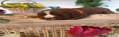 Cavalier King Charles Spaniel - Orange 