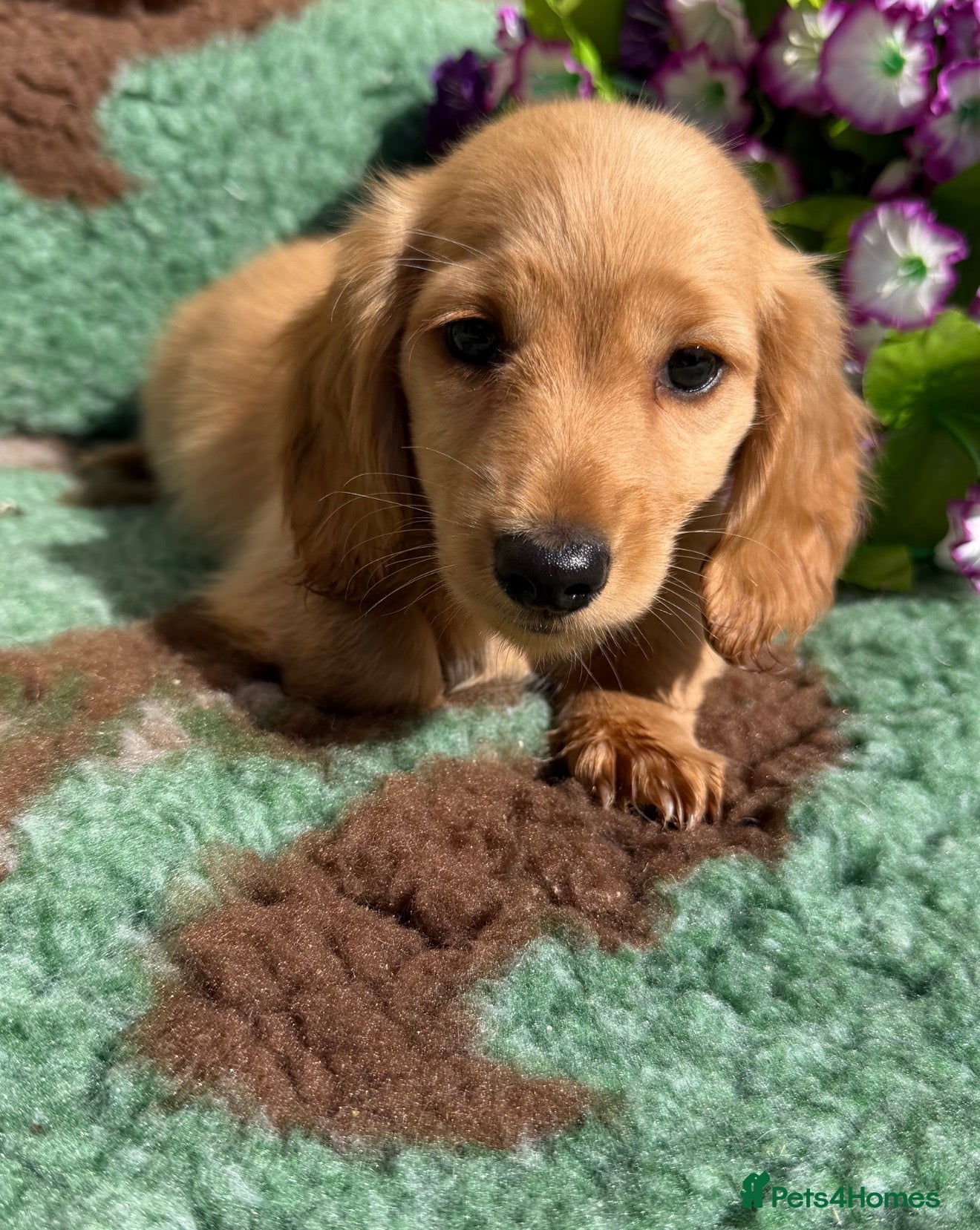 Miniature Dachshund dogs 🧡💛Stunning Longhaired Dachshund Puppies💛🧡 - Advert 11