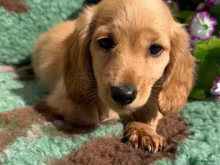 Miniature Dachshund dogs 🧡💛Stunning Longhaired Dachshund Puppies💛🧡 - Advert 12