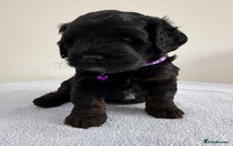 Cockapoo dogs for sale: Cockapoo Female Puppy - Ready to leave in 1 week - Image 11