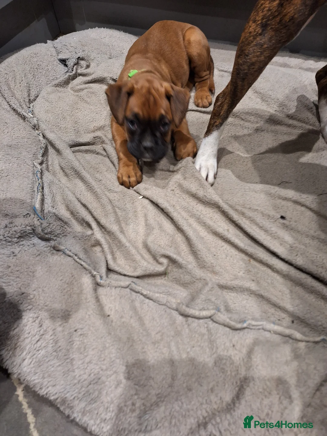 Boxer dogs for sale: Female boxer puppy kc reg 5 star licence  - Advert 6