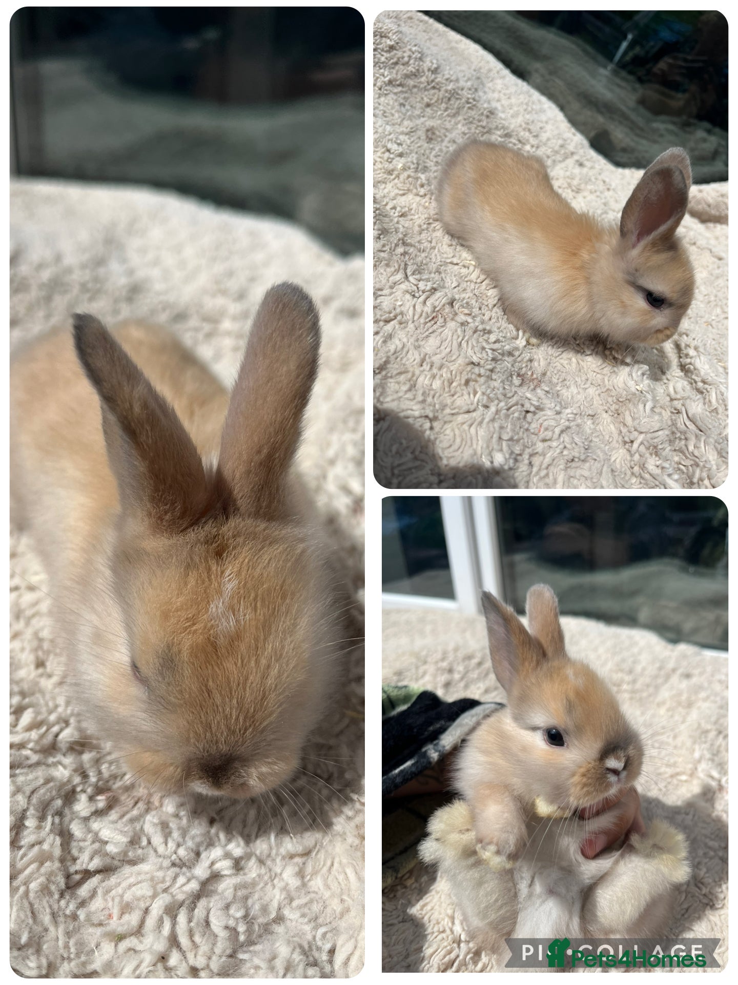 Mini Lop rabbits Stunning mini lops for sale  - Advert 21