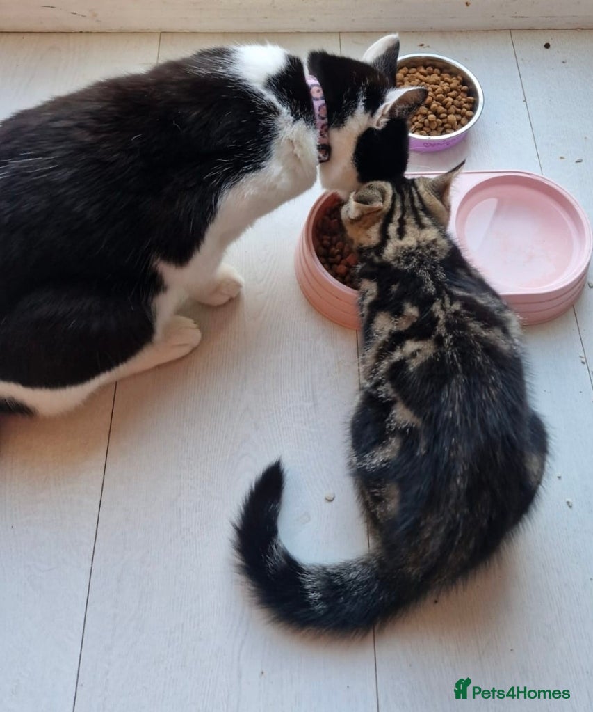 Mixed Breed cats Mum&daughter cats to go together  - Advert 1