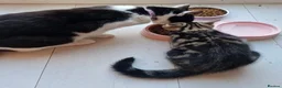 Mixed Breed cats for sale: Mum&daughter cats to go together  - Advert 1
