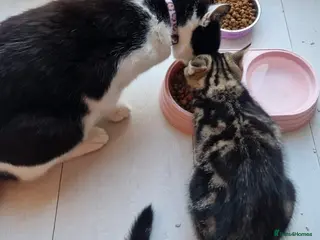 Mixed Breed cats Mum&daughter cats to go together - Advert 11