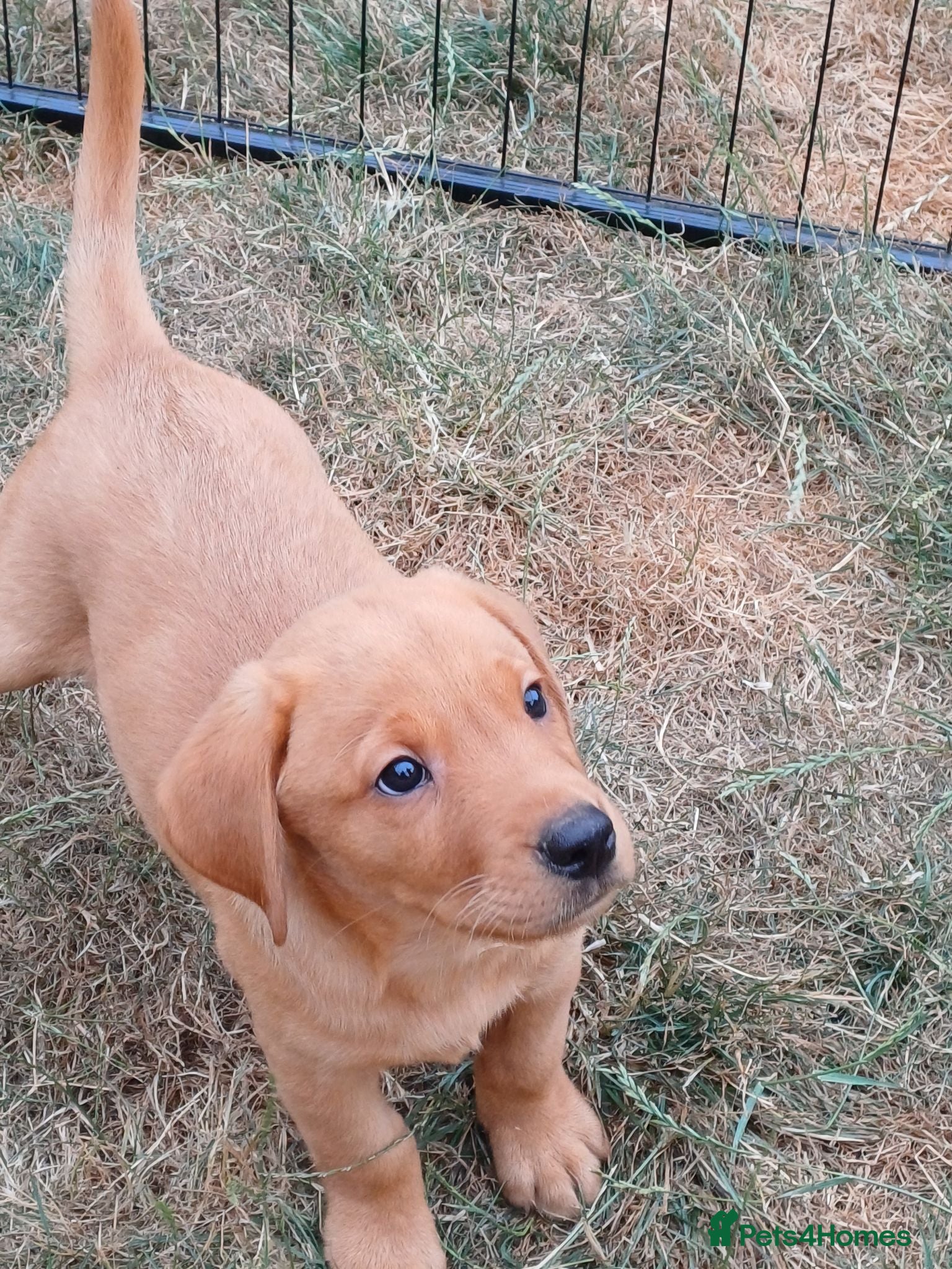 Labrador Retriever dogs Labrador Puppies Fox Red - Advert 1