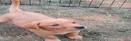 Labrador Retriever dogs for sale: Labrador Puppies Fox Red - Advert 1