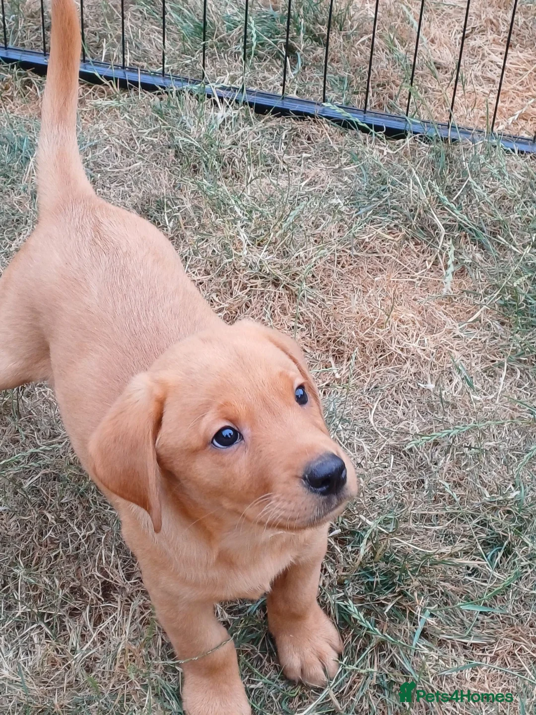 Labrador Retriever dogs for sale: Labrador Puppies Fox Red - Advert 1