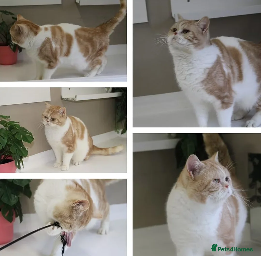 British Shorthair cats for sale: 🩷Stunning and Cuddly Pedigree Silver Tabbies🩷 - Advert 7