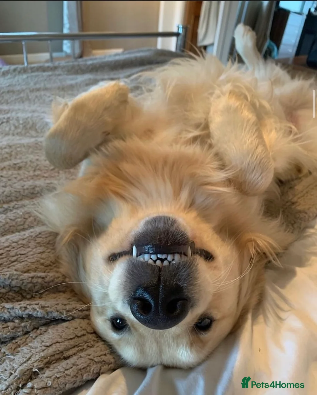 Golden Retriever dogs for stud: PROVEN KC Registered WOW  - Advert 15