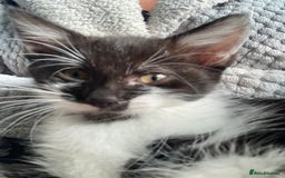 Domestic Shorthair cats for sale: Lovely funny little kittens  - Image 7