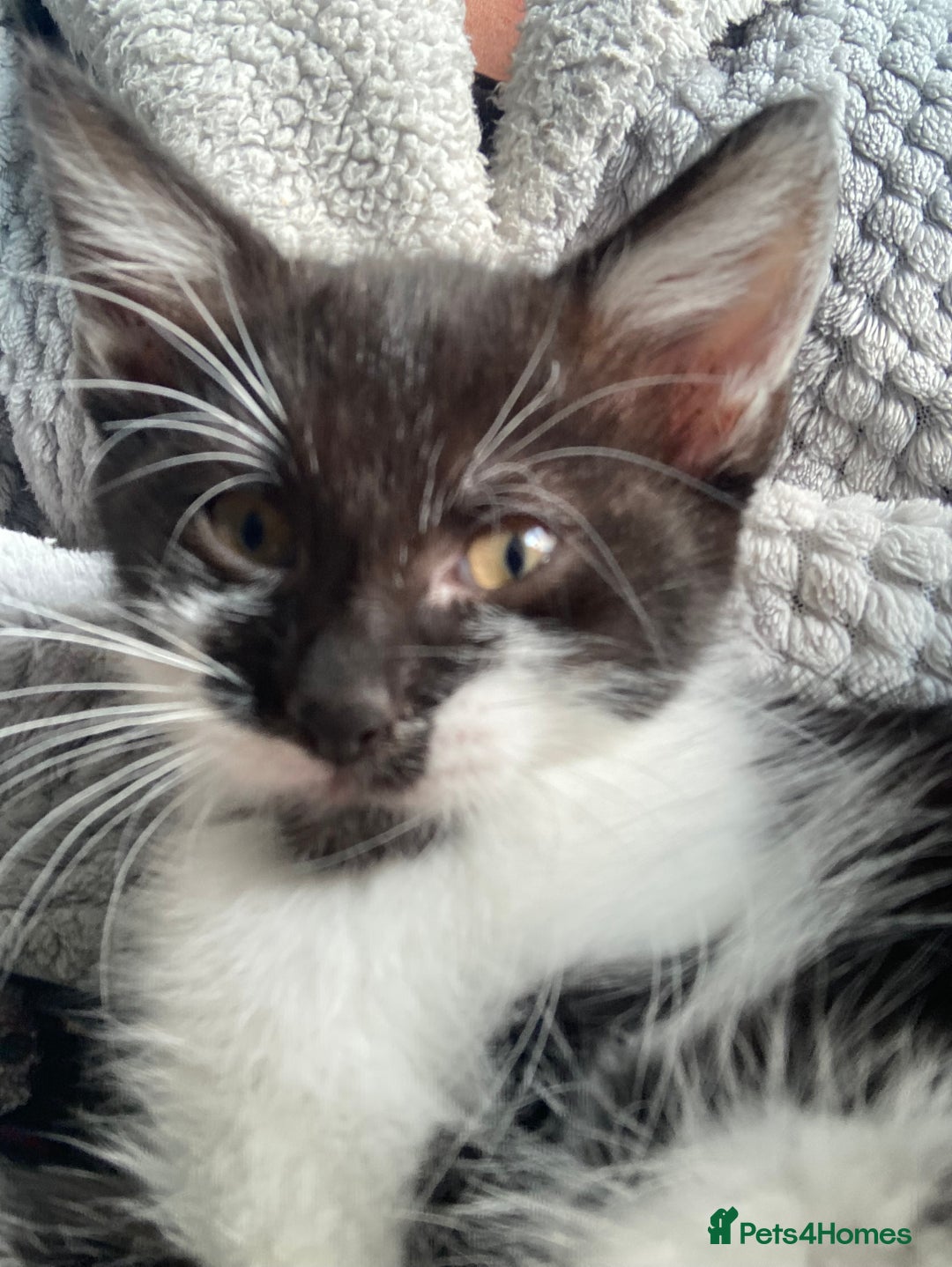 Domestic Shorthair cats for sale: Lovely funny little kittens  - Image 7