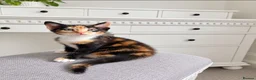 Mixed Breed cats for sale: Kittens looking for loving homes! in Leicester - Advert 9
