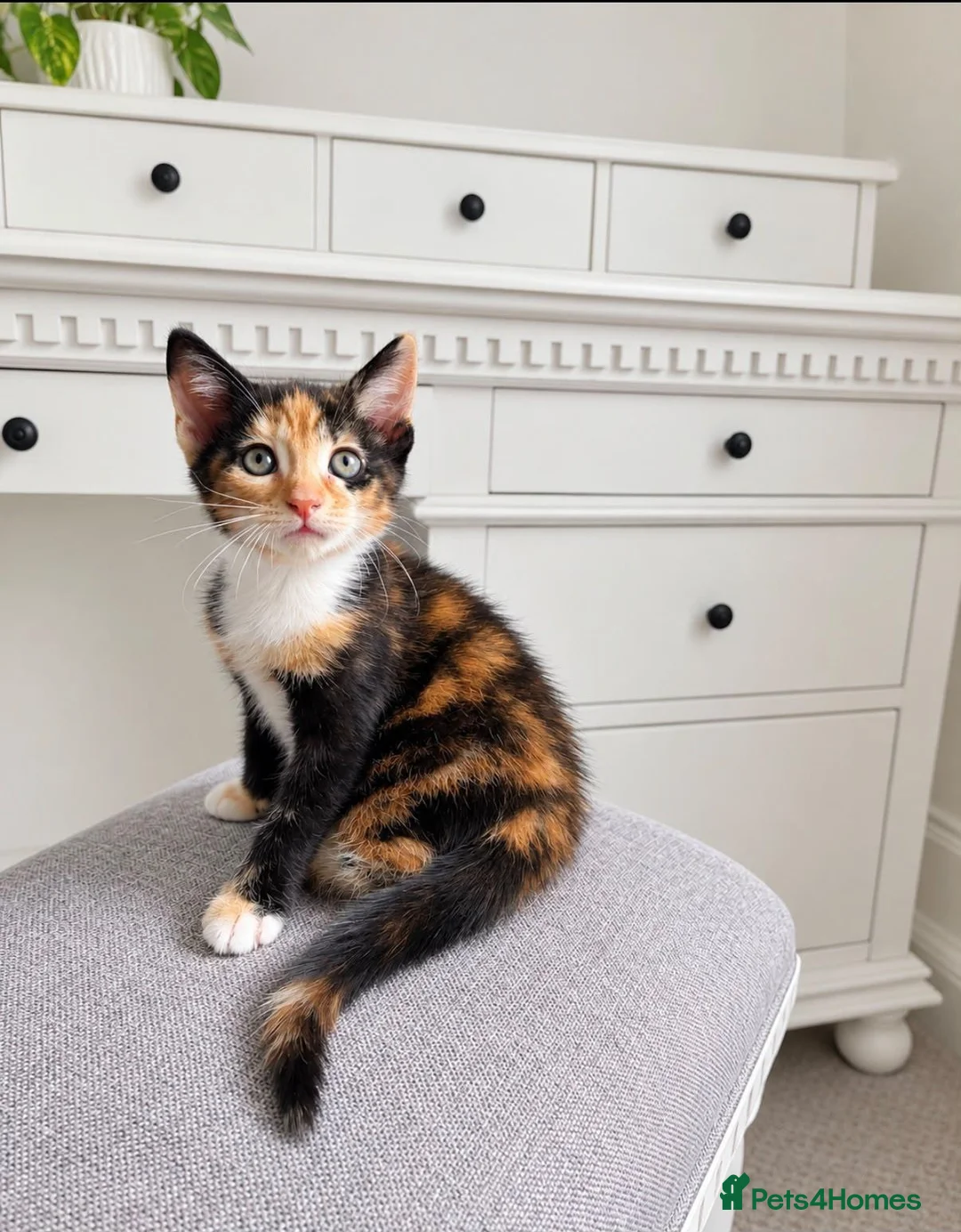 Mixed Breed cats for sale: Kittens looking for loving homes! in Leicester - Advert 9