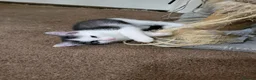Mixed Breed cats for sale: Adorable kittens available  - Advert 5