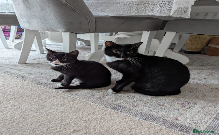 Domestic Shorthair cats - Advert 1