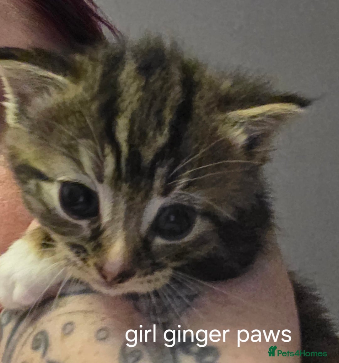 Mixed Breed cats for sale: 3 beautiful girls - Advert 3