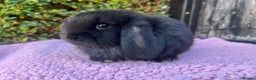 Mini Lop rabbits for sale: Mini lops available  - Advert 11