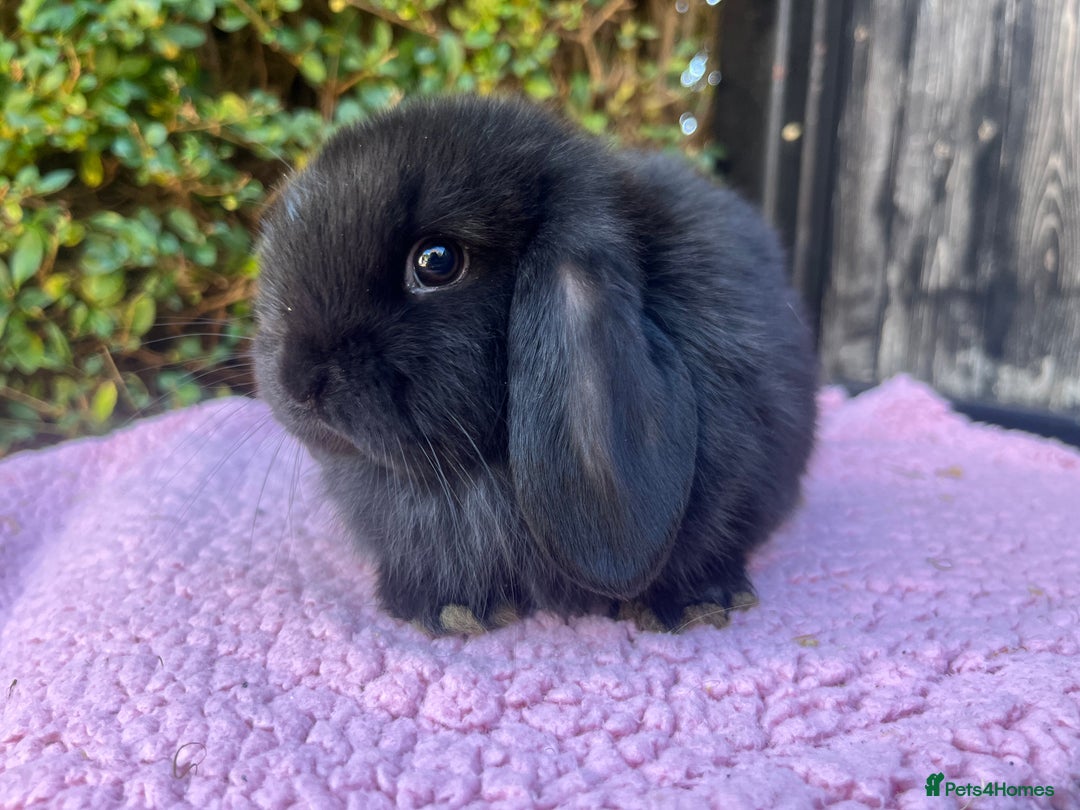 Mini Lop rabbits for sale: Mini lops available  - Image 7