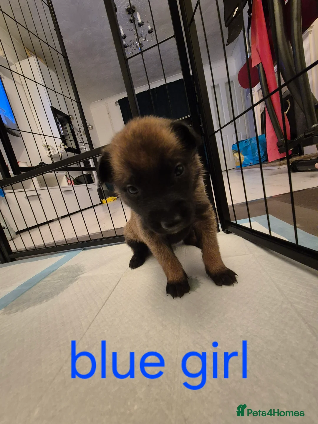 Belgian Shepherd Dog dogs for sale: KC Registered Belgian Malinois - Advert 18