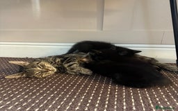 Mixed Breed cats for sale: 3 Black Male and 3 Black Female  - Image 10