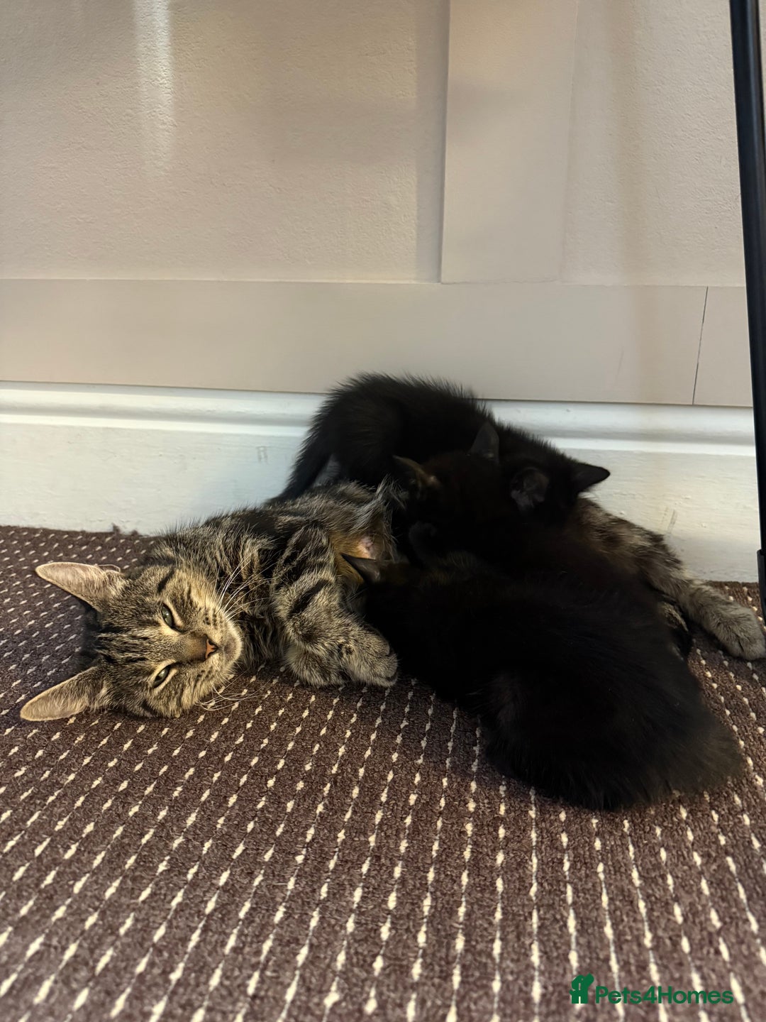 Mixed Breed cats for sale: 3 Black Male and 3 Black Female  - Image 10