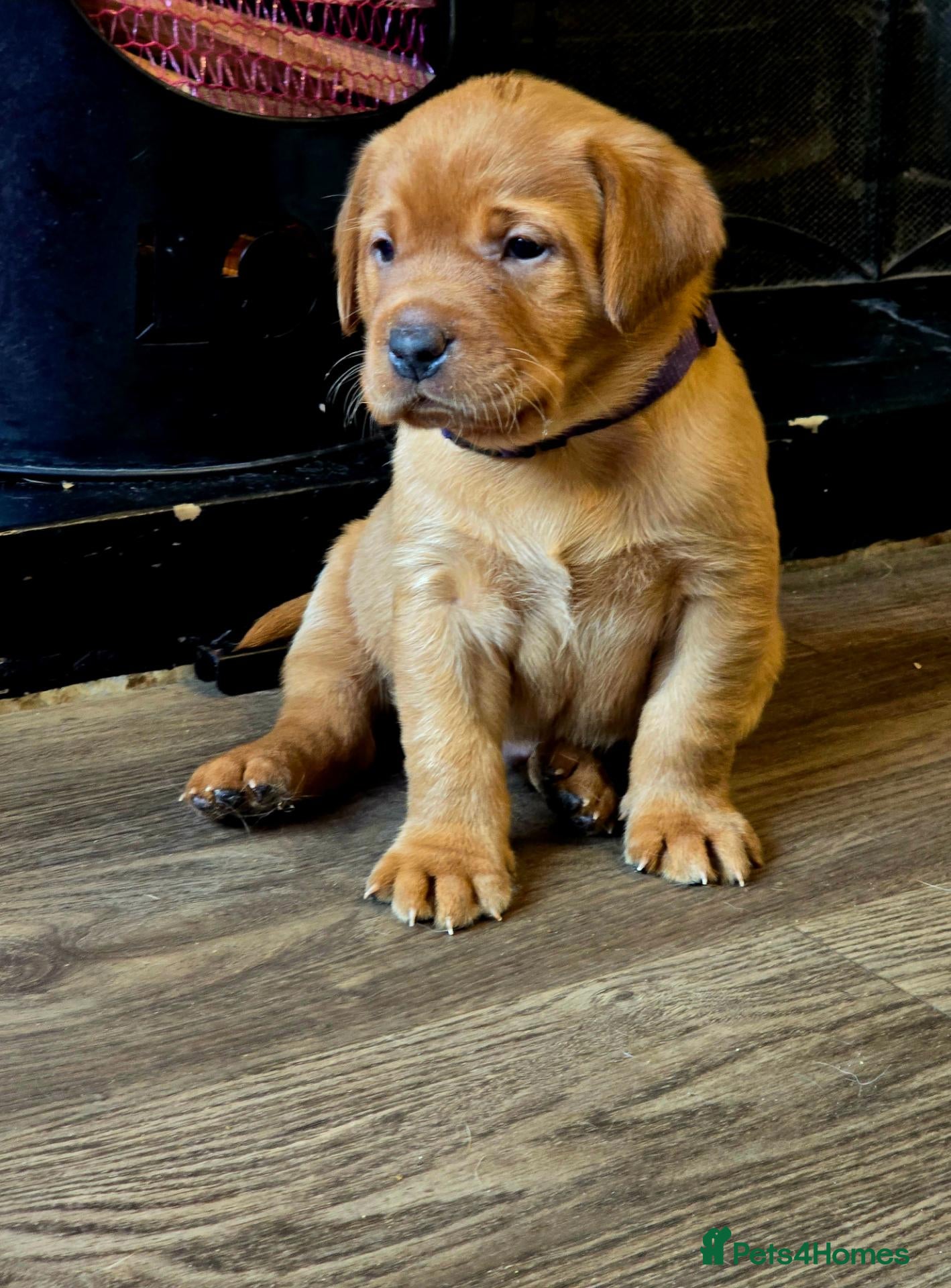 Labrador Retriever dogs for sale: Stunning litter of Fox Red Labrador Retrievers  - Advert 2