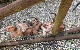 Dachshund dogs for sale: Long haired miniature dachshunds - Image 7