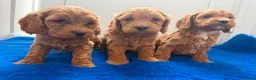 Cavapoo dogs for sale: Ready to find there forever caring homes 💙🩷 - Advert 6