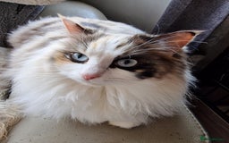 Ragdoll cats for sale: Ragdoll sisters ready now - Image 1