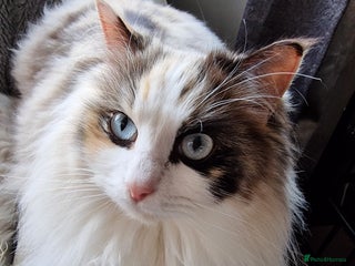 Ragdoll cats - Advert 36