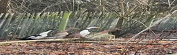 Ducks poultry for sale: 5 female ducks  in Petersfield - Advert 27