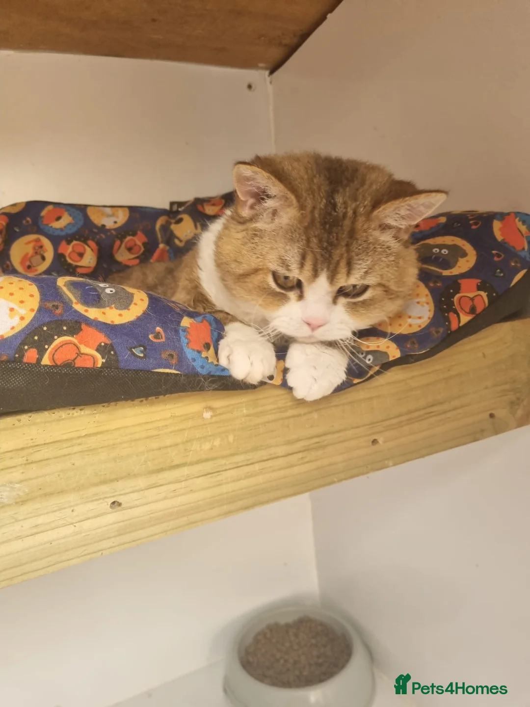 Selkirk Rex cats for sale: Stunning dual registered selkirk rex curly. - Advert 8