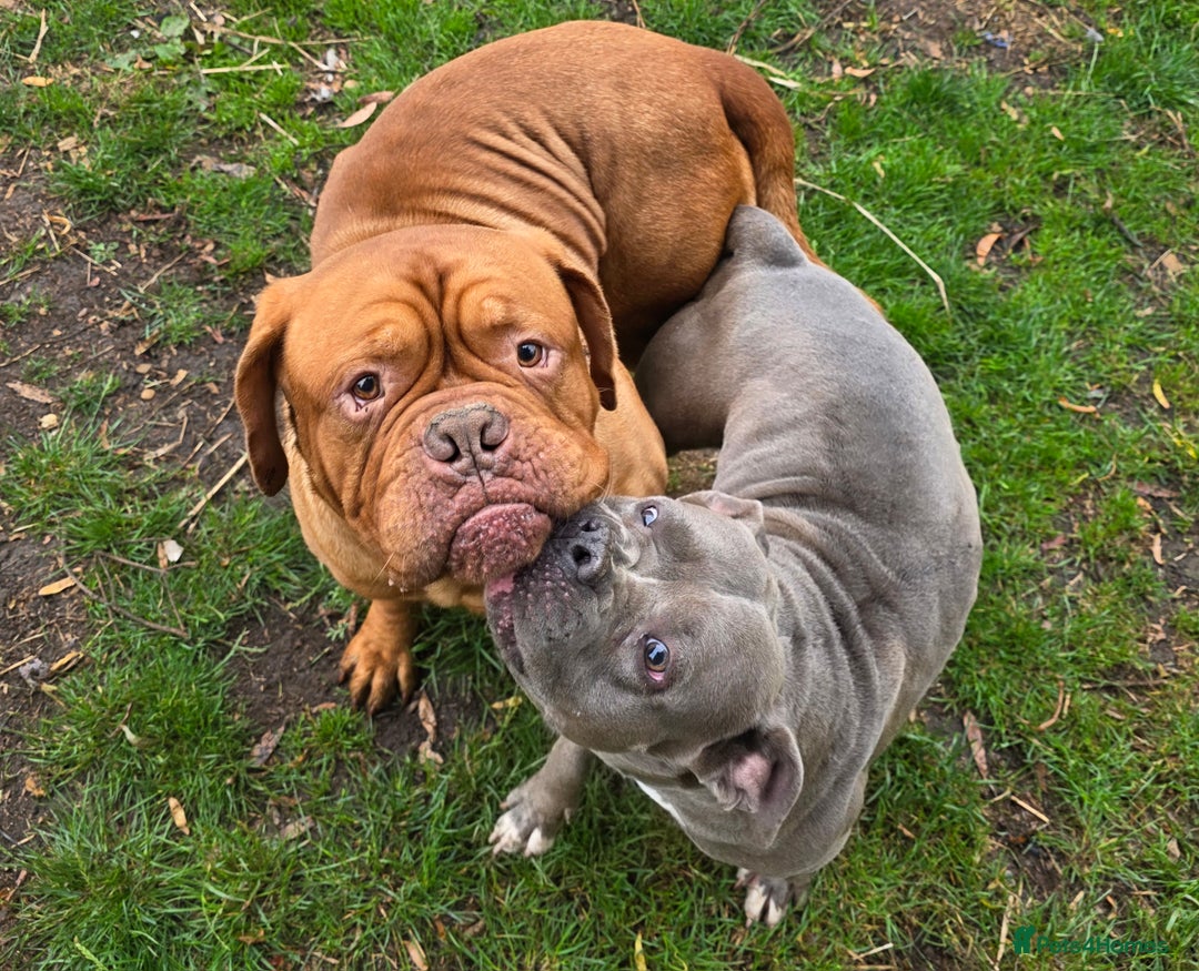Mixed Breed dogs for sale: Dogue de bordeaux x staff puppies  - Image 24