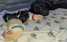 Labrador Retriever dogs for sale: KC reg Labrador puppies – Black and Yellow  - Image 18